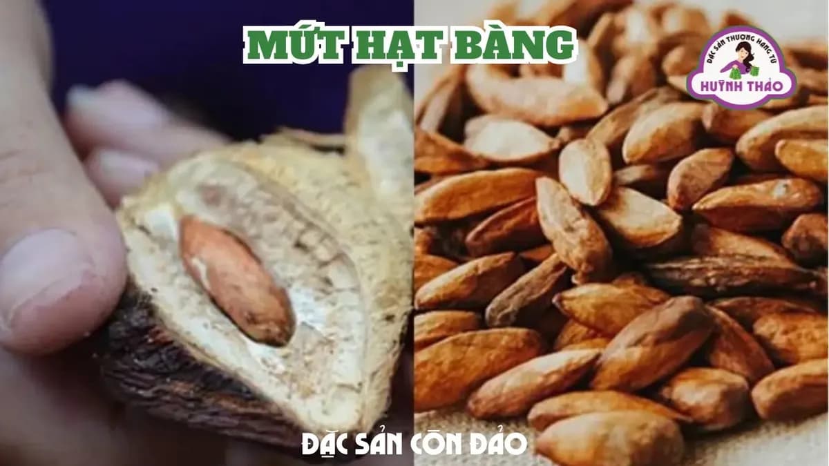 Bảng giá hạt bàng Côn Đảo mới nhất 2026 từ cơ sở Huỳnh Thảo