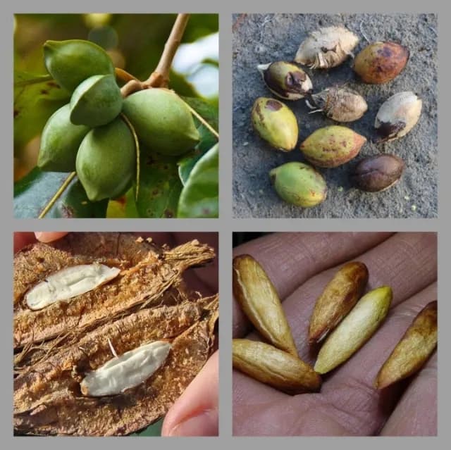 Hạt bàng Côn Đảo giàu dinh dưỡng - protein, vitamin E, omega-3