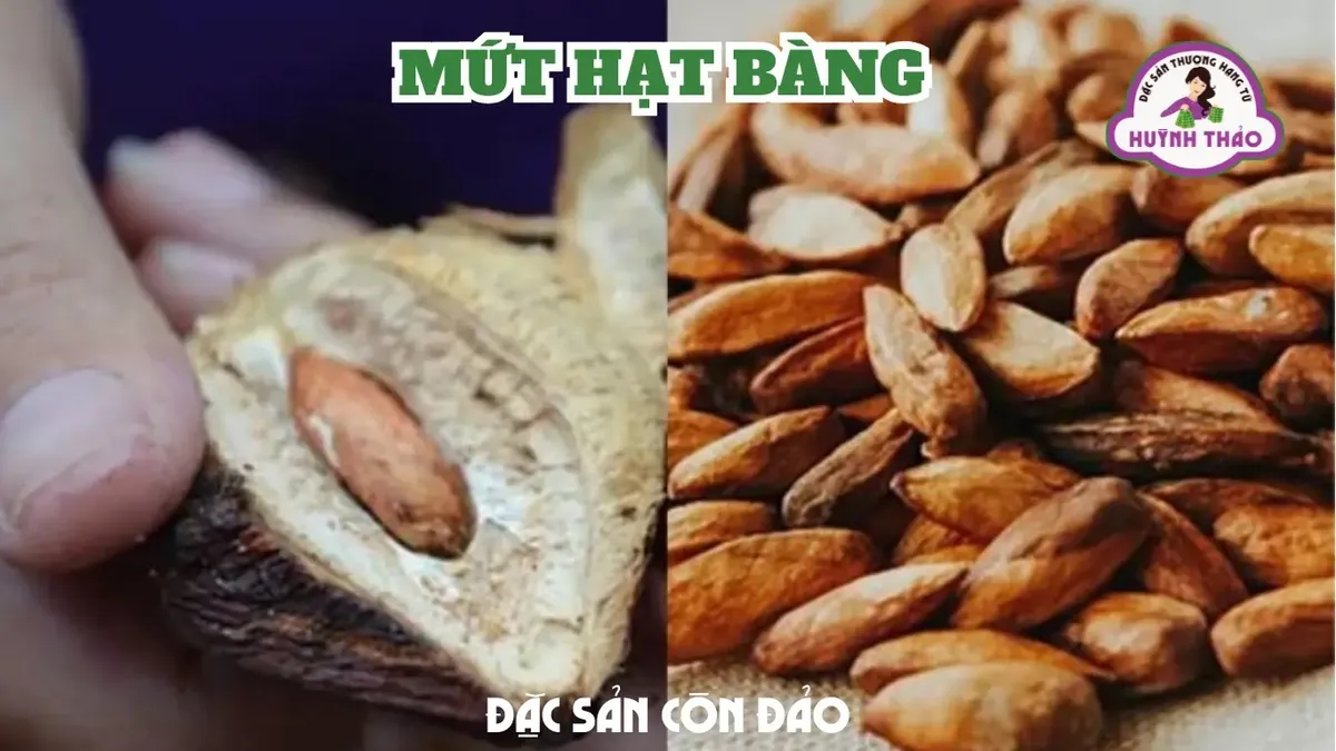 Nhân hạt bàng Côn Đảo vàng nâu tự nhiên giàu omega-3 omega-6